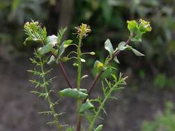 Image of Peppercresses