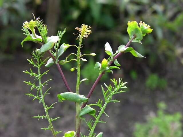 Image of Peppercresses