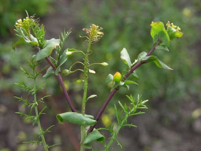 Image of Peppercresses