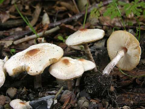 Image de Lepiota