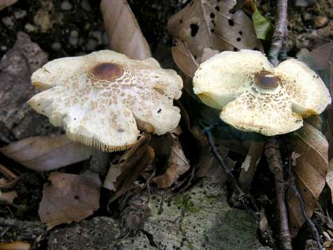 Слика од Lepiota