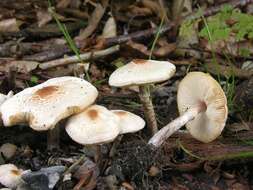 Image de Lepiota