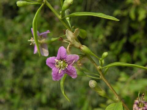 Image of desert-thorn