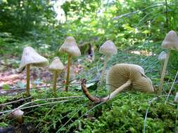 Image of Bonnet Mushroom