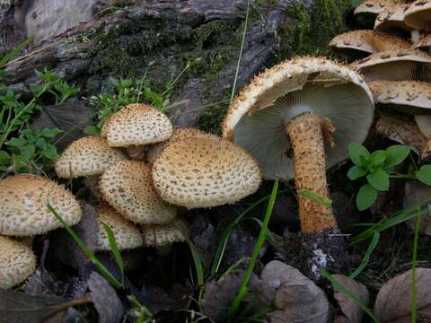 Image of Pholiota