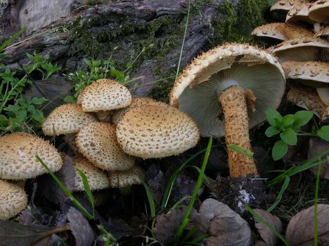 Pholiota resmi