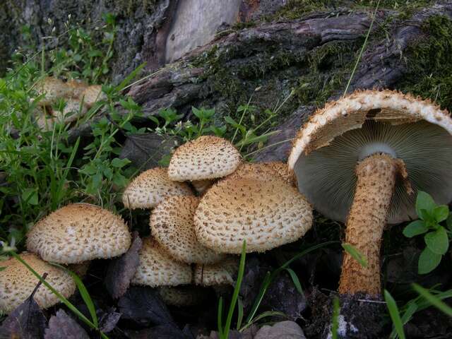 Pholiota resmi