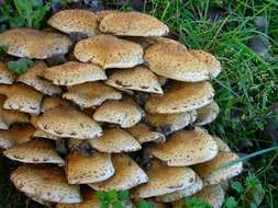 Pholiota resmi