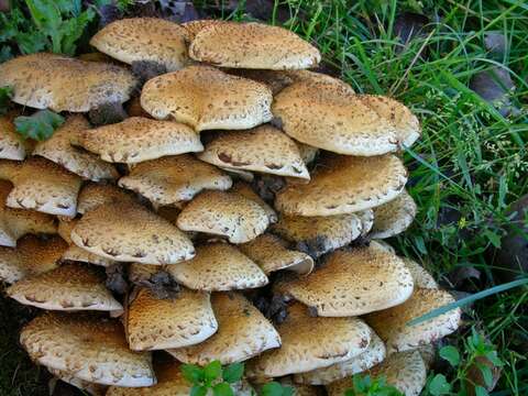 Pholiota resmi