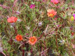 Image of purslane