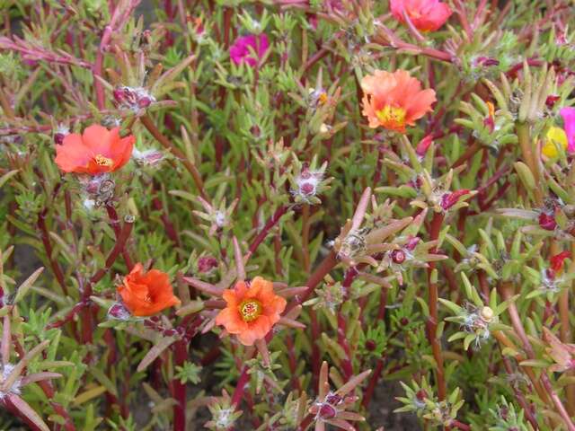 Moss-rose Purslane - Encyclopedia of Life