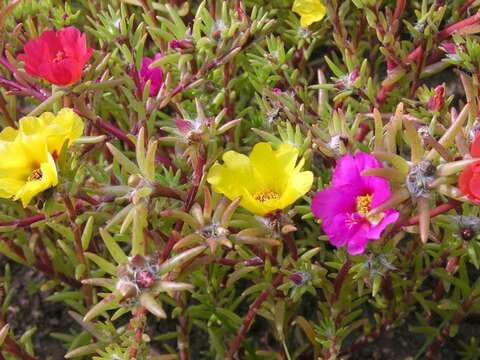 Image of purslane