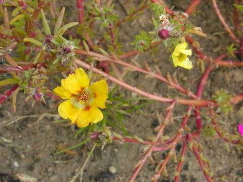 Plancia ëd Portulaca