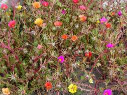 Image of purslane