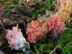 Image of Ramaria fagetorum Maas Geest. ex Schild 1978