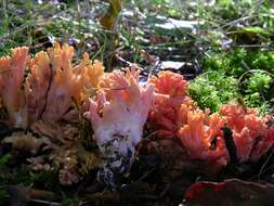 Image of Ramaria fagetorum Maas Geest. ex Schild 1978