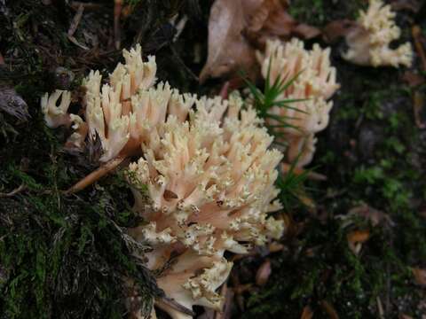 Ramaria fagetorum Maas Geest. ex Schild 1978 resmi