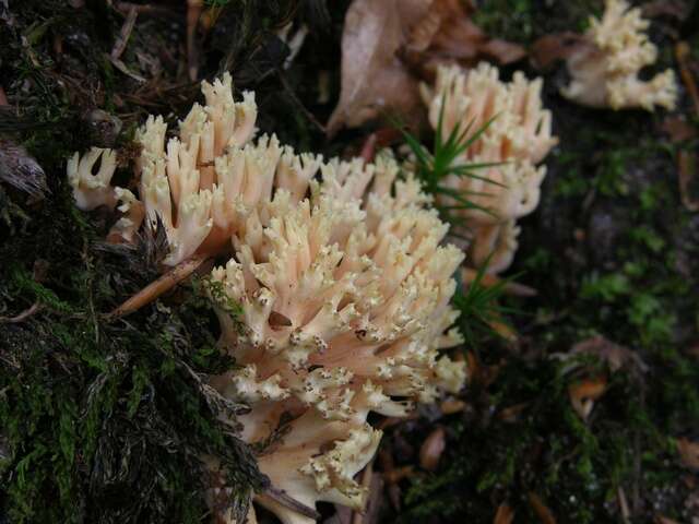 Image of Ramaria fagetorum Maas Geest. ex Schild 1978