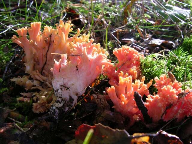 Image of Ramaria fagetorum Maas Geest. ex Schild 1978