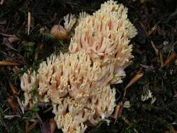 Image of Ramaria fagetorum Maas Geest. ex Schild 1978