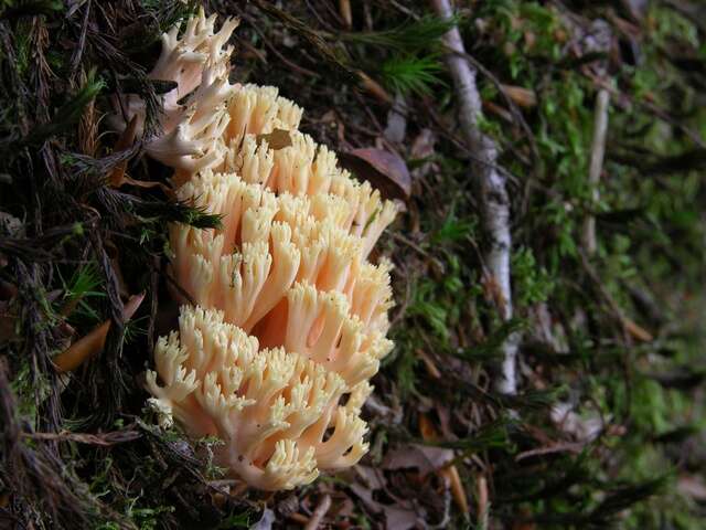 Image of Ramaria fagetorum Maas Geest. ex Schild 1978