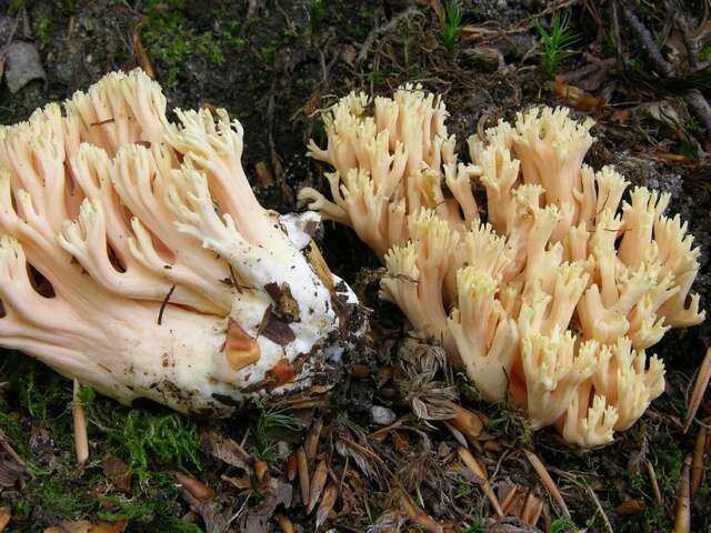 Image of Ramaria fagetorum Maas Geest. ex Schild 1978