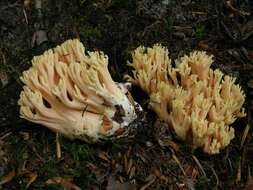 Ramaria fagetorum Maas Geest. ex Schild 1978 resmi