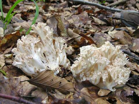 Imagem de Ramaria pallida (Schaeff.) Ricken 1920