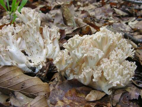 Imagem de Ramaria pallida (Schaeff.) Ricken 1920