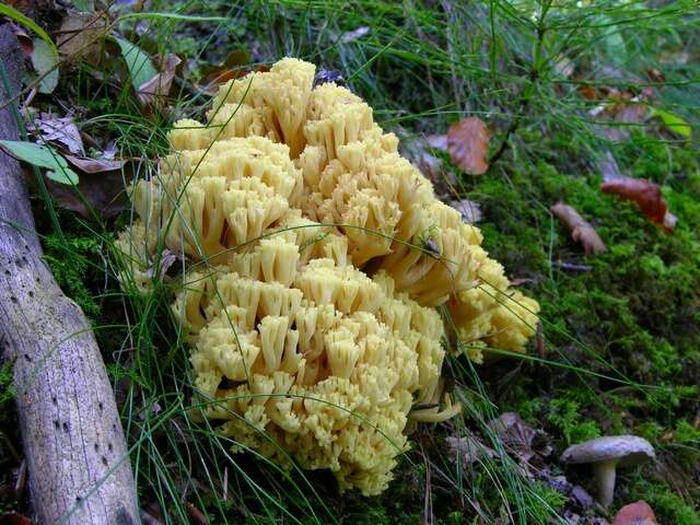 Ramaria sanguinea (Pers.) Quél. 1888的圖片