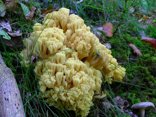 Image of Ramaria sanguinea (Pers.) Quél. 1888