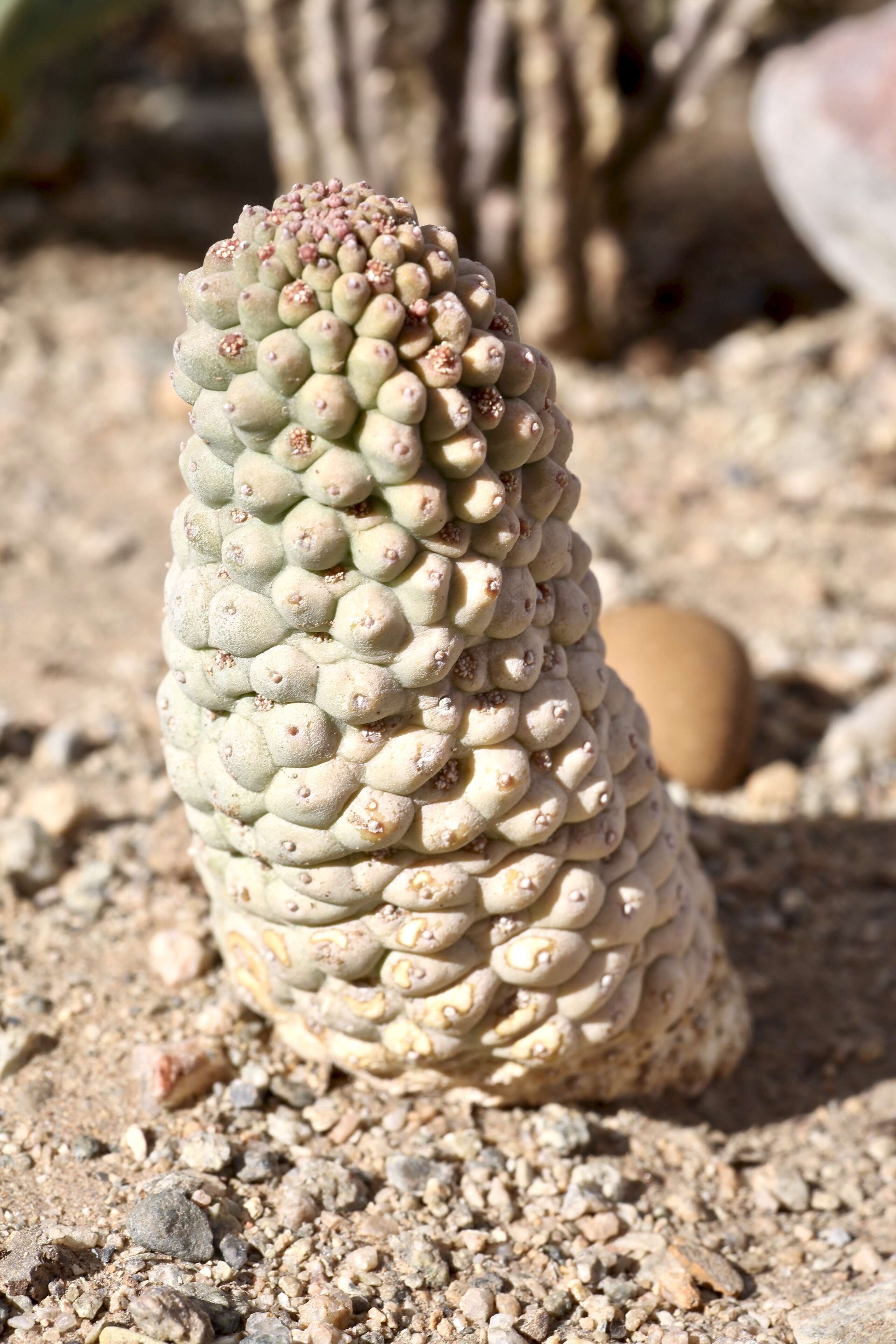 Image of Ceropegia perlata (Dinter) Bruyns