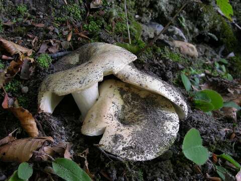 Image of Russula delica Fr. 1838