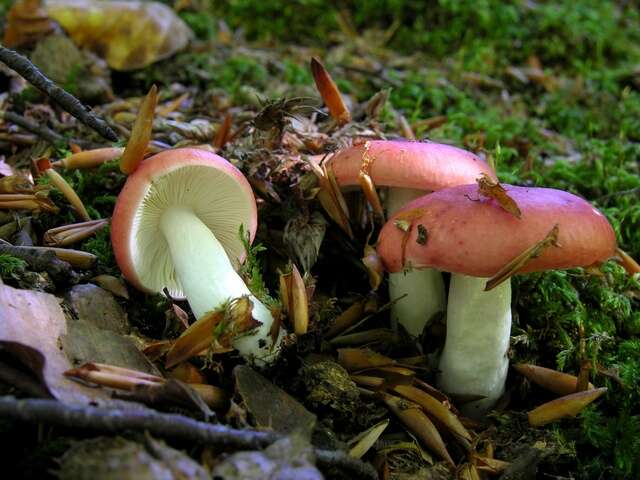 Image of Russula nobilis Velen. 1920