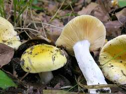 صورة Russula risigallina (Batsch) Sacc. 1915