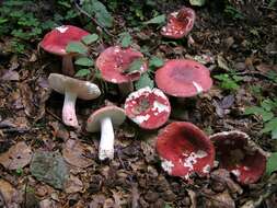 Image of Russula rosea Pers. 1796