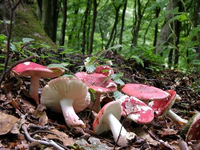 Image of Russula rosea Pers. 1796