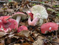 Image of Russula rosea Pers. 1796