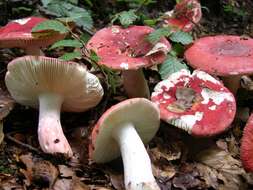 Image of Russula rosea Pers. 1796