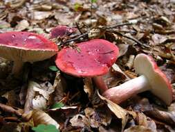 Image of Russula rosea Pers. 1796