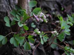 Image of Corydalis pumila (Host) Rchb.