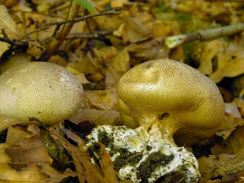 Image of Sclerodermataceae