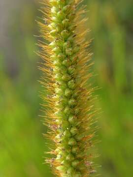 Image of Yellow Bristle Grass