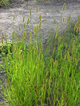 Image of Yellow Bristle Grass