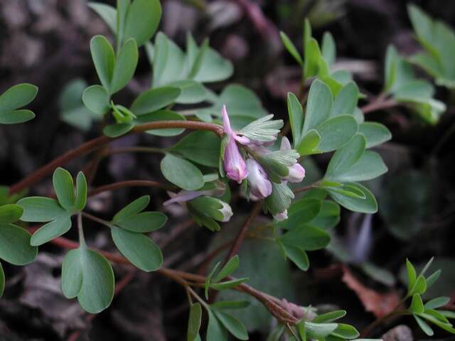 Image of Corydalis pumila (Host) Rchb.