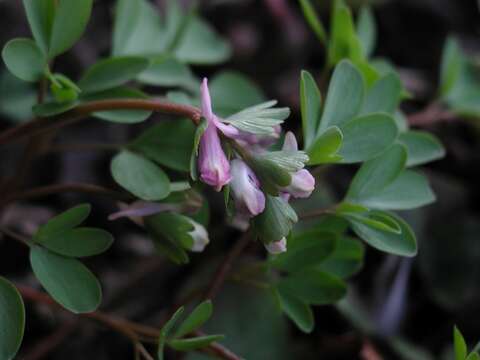 Image of Corydalis pumila (Host) Rchb.