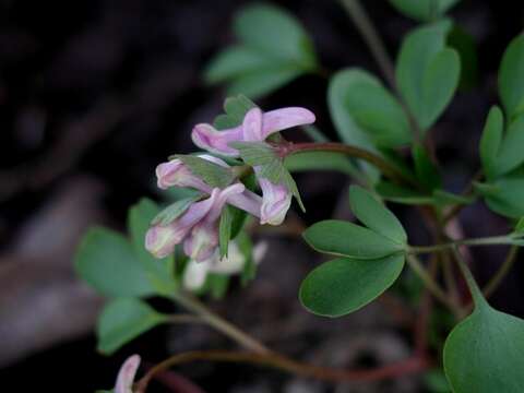 Image of Corydalis pumila (Host) Rchb.