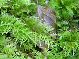 Image of thuidium moss