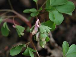 Image of Corydalis pumila (Host) Rchb.