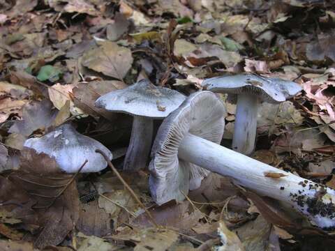 Image of Tricholoma sciodes (Pers.) C. Martín 1919